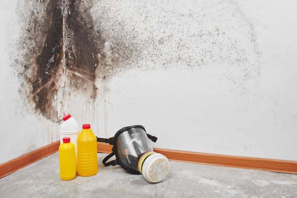 Best Health and Safety Mold Remediation in North Fair Oaks, CA