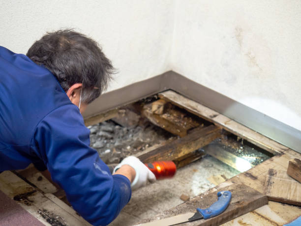 Best Basement Mold Remediation in North Fair Oaks, CA