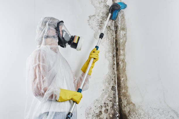 Professional Mold Remediation in North Fair Oaks, CA