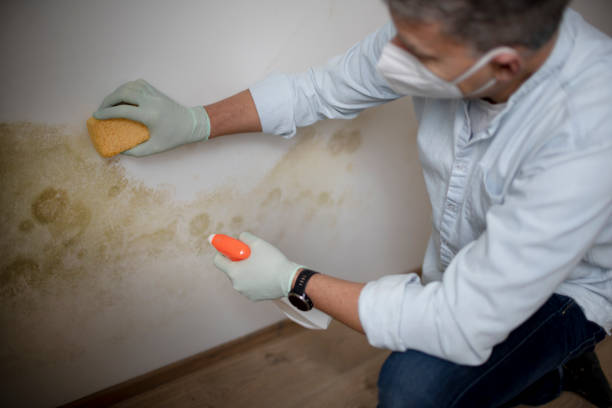Best Health and Safety Mold Remediation in North Fair Oaks, CA