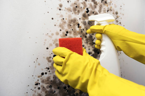 Best Mold Testing and Inspection Services in North Fair Oaks, CA