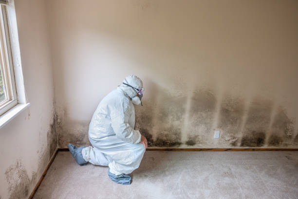 Best Black Mold Remediation in North Fair Oaks, CA