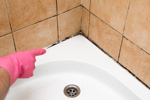 Best Localized Mold Remediation (e.g., coastal areas, humid climates) in North Fair Oaks, CA